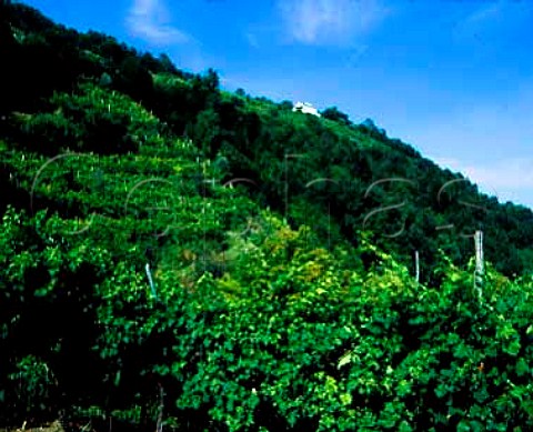 Vineyards on the hills above Farra di Soligo   Veneto Italy Prosecco di ConeglianoValdobbiadene