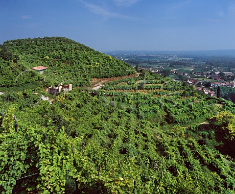 Vineyards in the hills above Farra di Soligo   Veneto Italy Prosecco di ConeglianoValdobbidene