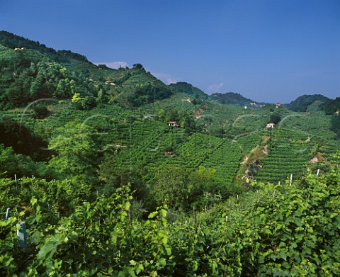 Terraced vineyards in the hills above Farra di Soligo   Veneto Italy Prosecco di ConeglianoValdobbiadene