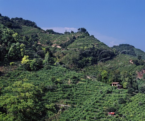 Terraced vineyards in the hills above Farra di Soligo  Veneto Italy    Prosecco di ConeglianoValdobbidene