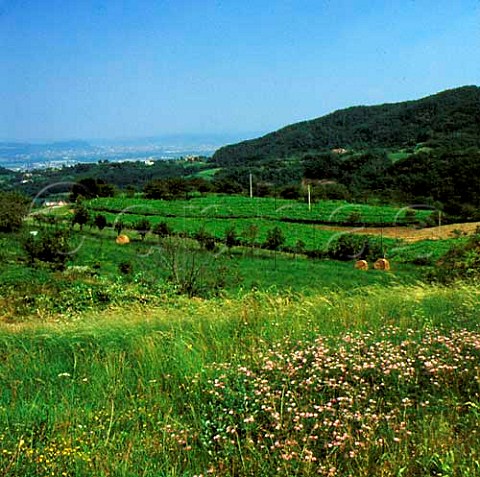Vineyard in the hills above Arzignano Veneto   Italy   DOC Lessini Durello
