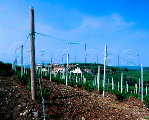 Young vines in La Fitta vineyard at Fitta one of   the top vineyards of Soave Veneto Italy   DOC   Soave Classico