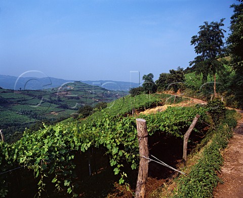 View from vineyards near Fitta to Monte Castellaro one of the top vineyard sites of Soave   Veneto Italy    DOC Soave Classico