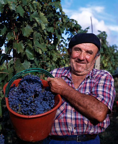 Picker with basket of Canaiolo grapes   Isole e Olena Tuscany Italy   Chianti Classico