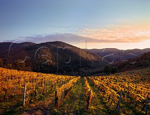 Sunset over autumnal vineyard near Greve in Chianti Tuscany Italy Chianti Classico