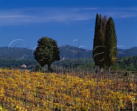 Autumnal vineyard of San Giusto a Rentennano   near Monti Tuscany Italy Chianti Classico