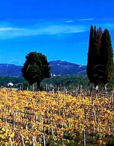 Vineyard of San Giusto a Rentennano near Monti   Tuscany Italy Chianti Classico