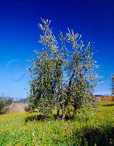 Olive grove at Castagnoli Tuscany Italy    Chianti Classico