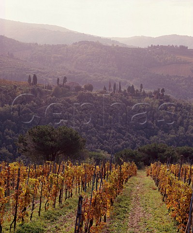 Vineyard of Fattoria Querciabella near Greve in   Chianti Tuscany Italy     Chianti Classico