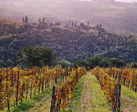 Vineyard of Fattoria Querciabella Greve in Chianti Tuscany Italy Chianti Classico