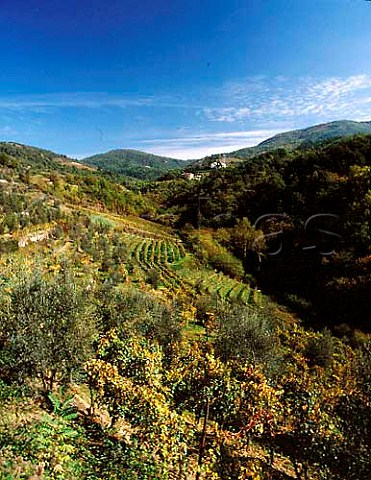 Vineyards on the sides of the valley leading up to   the hamlet of Le Corti where is situated Fattoria Le   Corti Near Greve in Chianti Tuscany Italy   Chianti Classico
