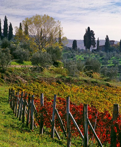 Autumnal vineyard near Greve in Chianti Tuscany Italy Chianti Classico
