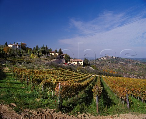 Vineyard at Castello di Verrazzano with Castello Vicchiomaggio in distance Greve in Chianti Tuscany Italy   Chianti Classico