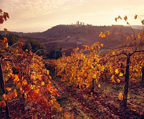 Autumnal vineyard with the towers of San Gimignano in distance Tuscany Italy Vernaccia di San Gimignano  Chianti Colli Senesi