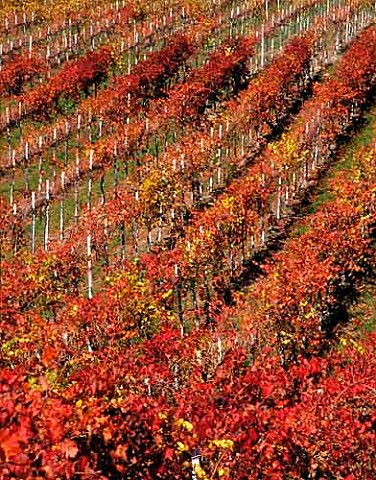 Autumn colours in Vignetti Villanova of Fattoria di   Albola Radda in Chianti Tuscany Italy Chianti   Classico
