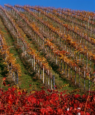 Vignetti Querciola viewed over Vignetti Villanova on Fattoria di Albola of Zonin Radda in Chianti Tuscany Italy Chianti Classico