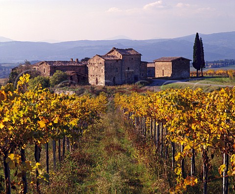 Vineyard and buildings of Villa Banfi Tavernelle near Montalcino Tuscany Italy   Brunello di Montalcino