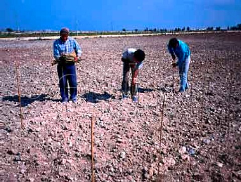 Putting in canes for young vines in the 19ha   vineyard of Meridiana at TaQali Malta Mark   MiceliFarrugia in partner ship with Piero   Antinori commenced planting the 90000 vines in   January 94