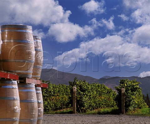 New oak barriques at Hunters Wines in the Wairau Valley Marlborough New Zealand