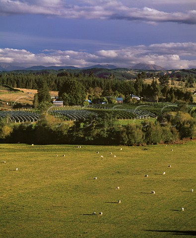 Neudorf Vineyards in the Moutere Valley   at Upper Moutere near Nelson New Zealand   Nelson