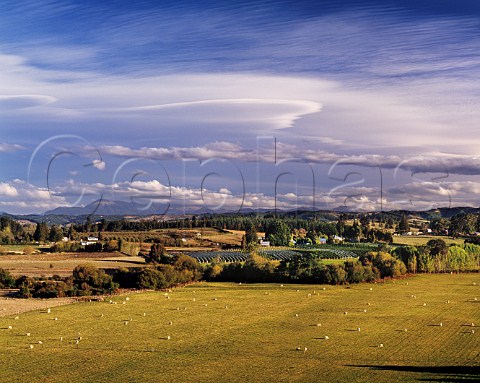 Neudorf vineyards in the Moutere Valley Upper Moutere Nelson New Zealand  Nelson