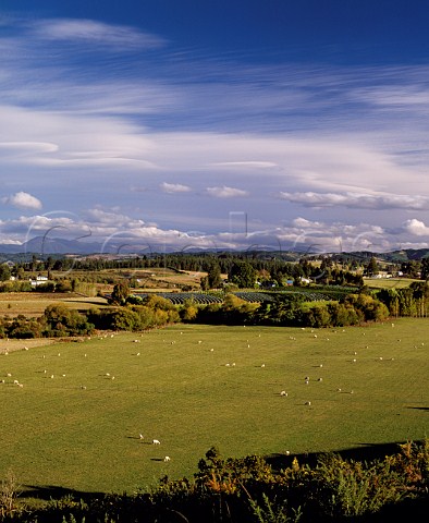 Neudorf Vineyards in the Moutere Valley   at Upper Moutere Nelson New Zealand