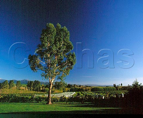 Neudorf Vineyards in the Moutere Valley at Upper   Moutere Nelson New Zealand