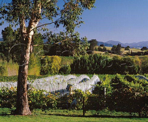 Bird netting at harvest time over vineyard of Neudorf in the Moutere Valley Upper   Moutere Nelson New Zealand