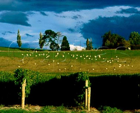 Part of Corbans Longridge Vineyard   near Napier New Zealand     Hawkes Bay