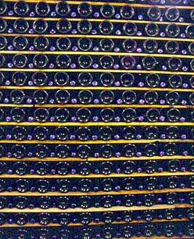 Bottles of sparkling wine stored sur lattes  Morton Estate Winery Katikati New Zealand  Bay of Plenty