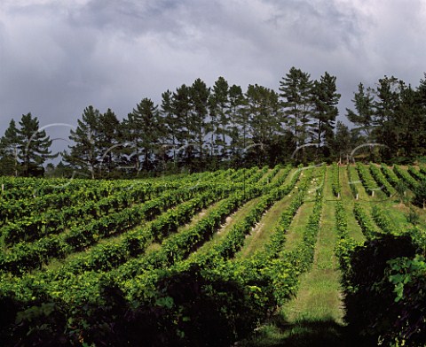 Vineyard of Babich at Henderson near   Auckland New Zealand