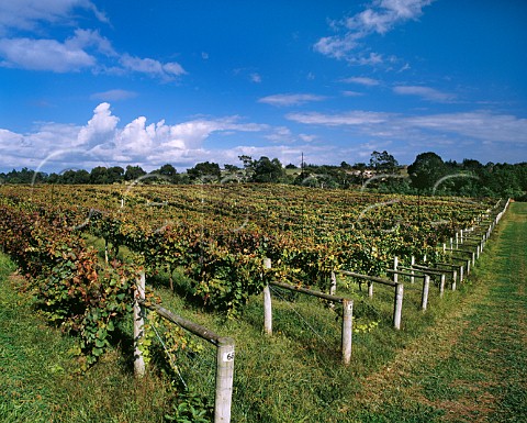 Brigham Estate Vineyard of Selaks Kumeu near Auckland New Zealand