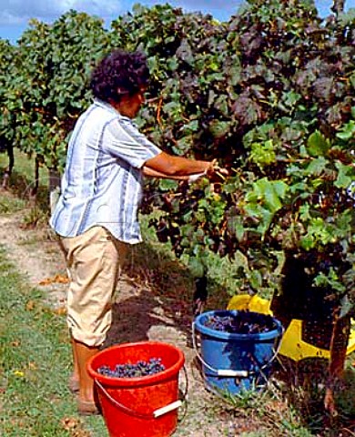 Picking Malbec grapes for Kumeu River Wines at   Kumeu near Auckland NZ  North Island