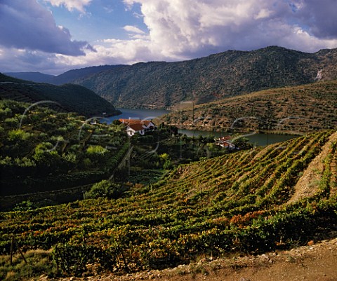 Taylors Quinta de Vargellas high in the the Douro   Valley to the east of Pinho Portugal    Port