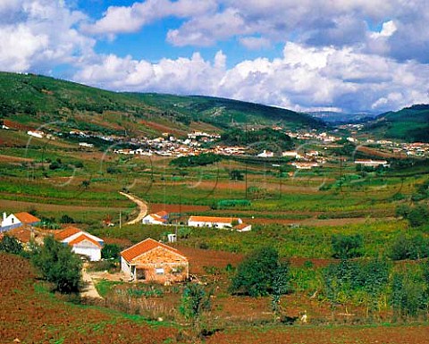 Vineyards at Fonte da Bica near Rio Maior   Portugal   Ribatejo