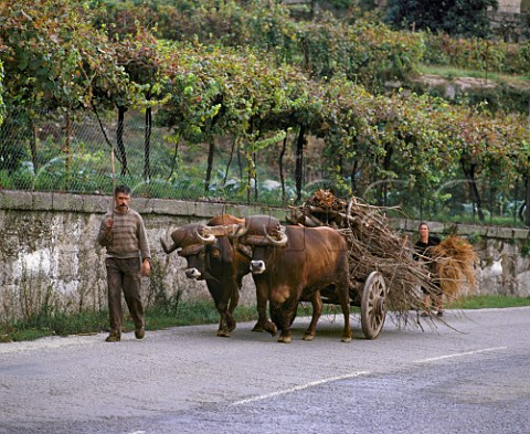 Ox cart on road by vineyard near Amarante Minho   Portugal    Vinho Verde