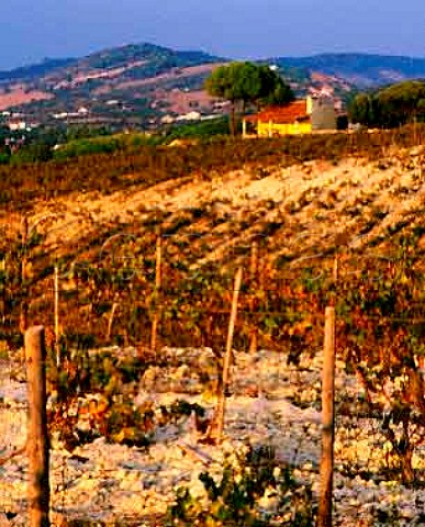 Moscatel vineyard of Bacalha Vinhos near Setubal Portugal  Moscatel de Setubal