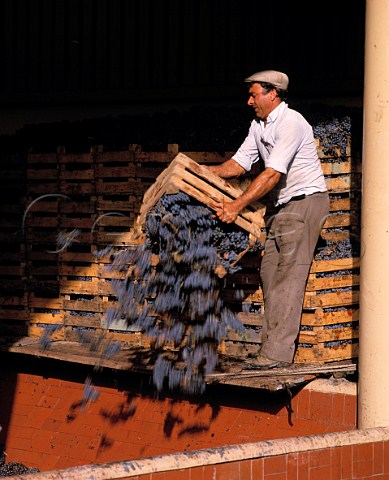 Periquita grapes from the Alentejo being unloaded at   Bacalha Vinhos Pinhal Novo near Setubal Portugal