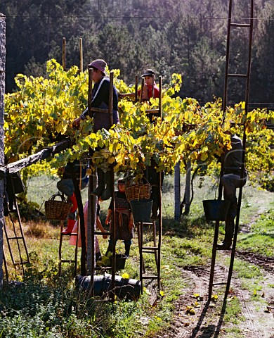 Picking grapes for Vinho Verde near Amarante   Minho Portugal