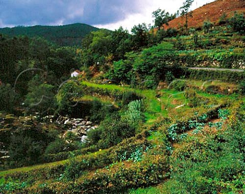 Vineyard terraces at Castro Daire Portugal    Lafoes
