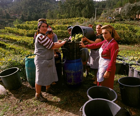 Women harvesting grapes in vineyard near Amarante Minho Portugal  Vinho Verde