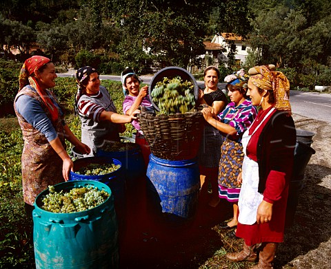 Women harvesting grapes near Amarante   Minho Portugal     Vinho Verde