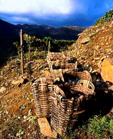 Traditional baskets of harvested grapes   Douro Valley Portugal        Port