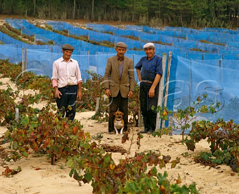 Windbreaks in a Ramisco vineyard on the coastal sand dune at Azenhas do Mar Portugal  Colares