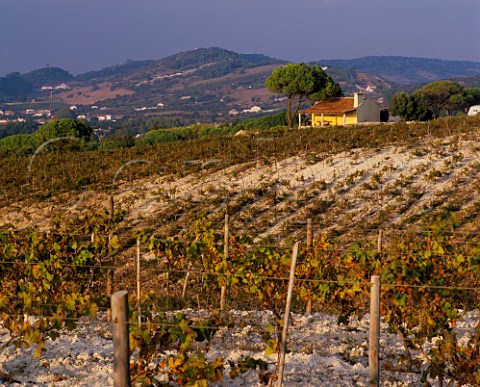 Moscatel vineyard of Bacalha Vinhos at Azeito Portugal Moscatel de Setubal