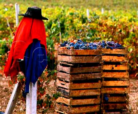 Boxes of harvested grapes in vineyard at Ferreira   BaixoAlentejo Portugal