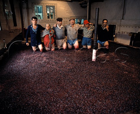 Treading grapes for Port at Taylors   Quinta de Vargellas high in the Douro valley   east of Pinho Portugal