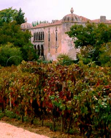 Cabernet Sauvignon vineyard of Quinta da Bacalhoa    the wine is made by Bacalha Vinhos    Azeitao Portugal  Terras do Sado