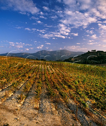 Chardonnay in the Cova da Ursa vineyard of Bacalha Vinhos Azeitao Portugal Terras do Sado