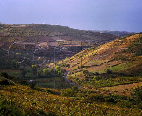 Vineyards near Mafra with windmills on the ridge in distance  Estremadura Portugal
